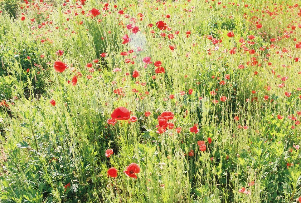 꽃,필름사진,자연,여름,flower