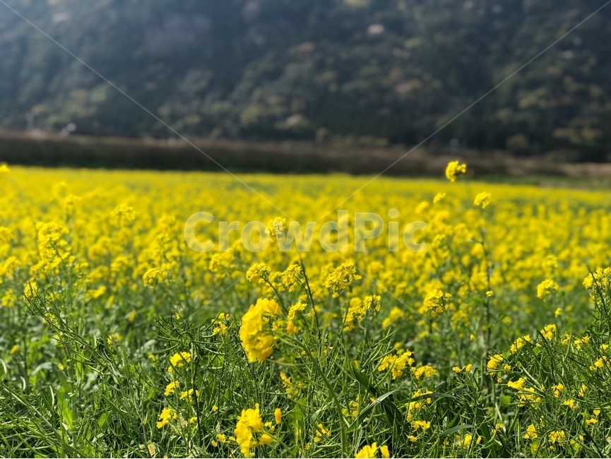 유채꽃,노란꽃,노랑꽃,봄,풍경,자연
