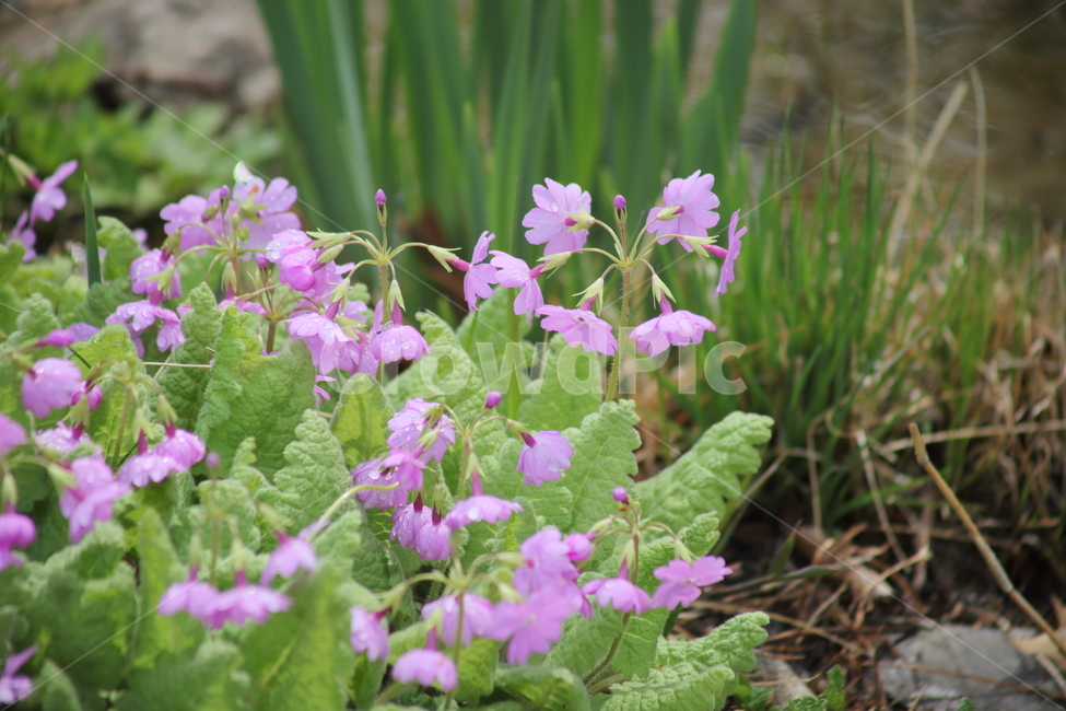 봄,앵초,꽃,식물,primrose,식물,자연,plants,nature,꽃,flower