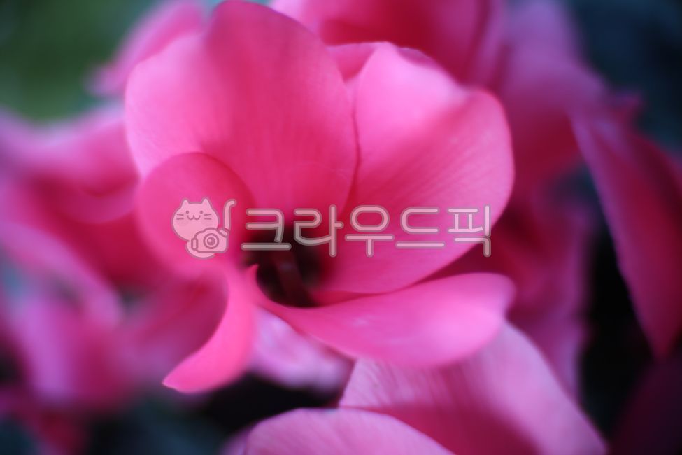 cyclamen,petal,flower