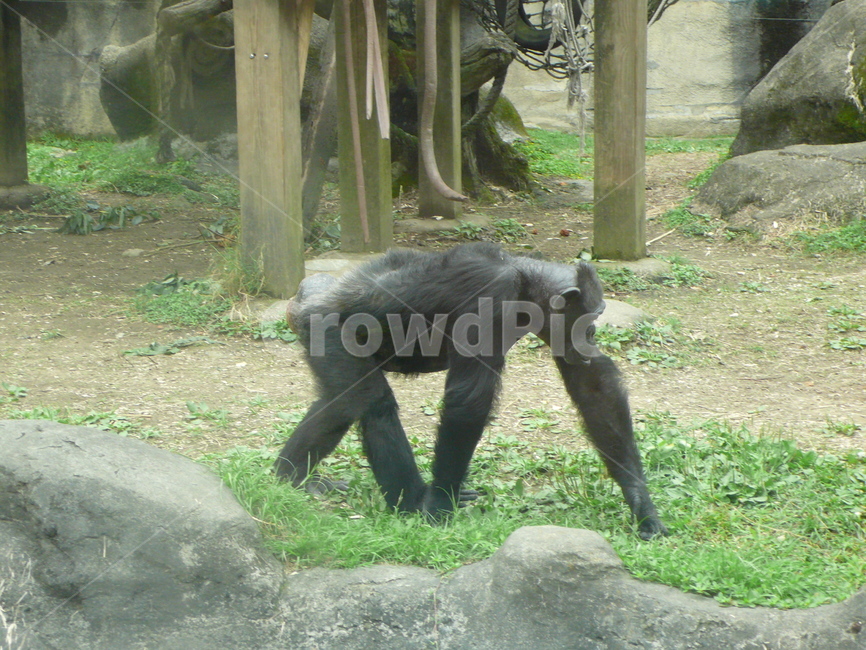 침팬지,동물,자연,chimpanzee,나무,zoo