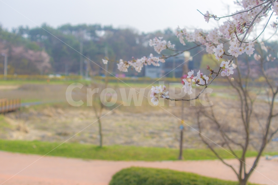 봄,꽃,휴식,힐링,나무,풍경,감성,봄,계절,spring,season,식물,자연,plants,nature,꽃,flower,감성,sensible,feeling,plant