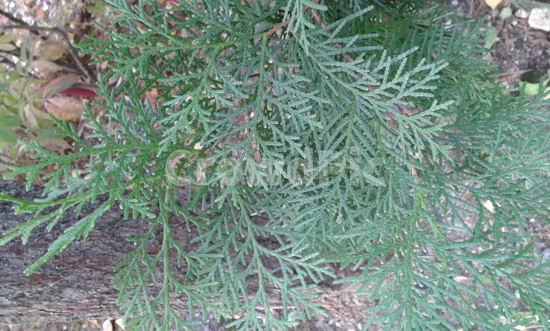 tree,나무,plant,식물,green,식물,자연,plants,nature