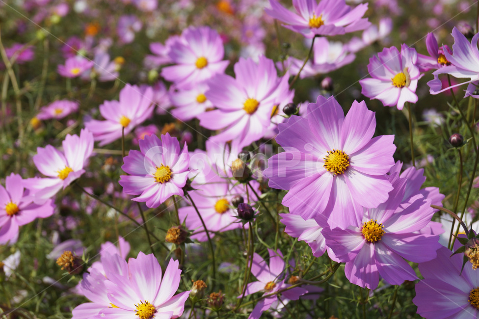 코스모스,가을,꽃밭,식물,자연,가을꽃,풍경,계절,flower,배경,가을,계절,fall,autumn,season,식물,자연,plants,nature,꽃,flower,plant