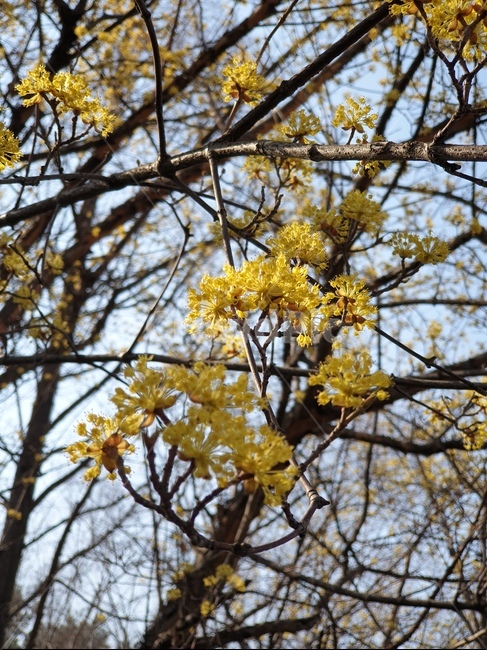 봄,산수유,봄소식,plant,식물,감성사진,greenish,꽃망울