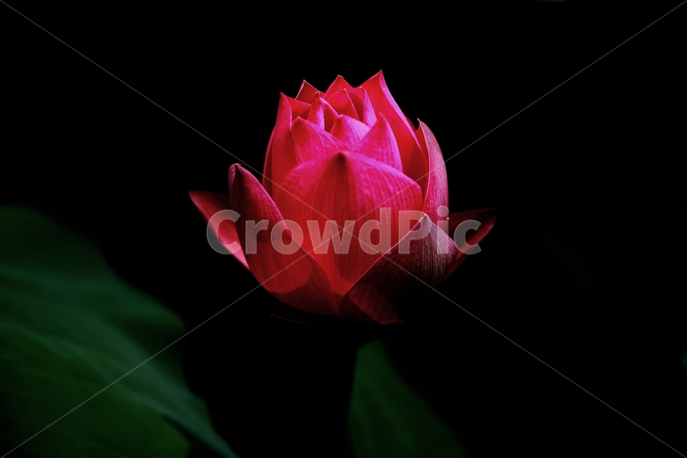 연,홍련,꽃,연꽃,백련지,식물,자연,plants,nature,꽃,flower