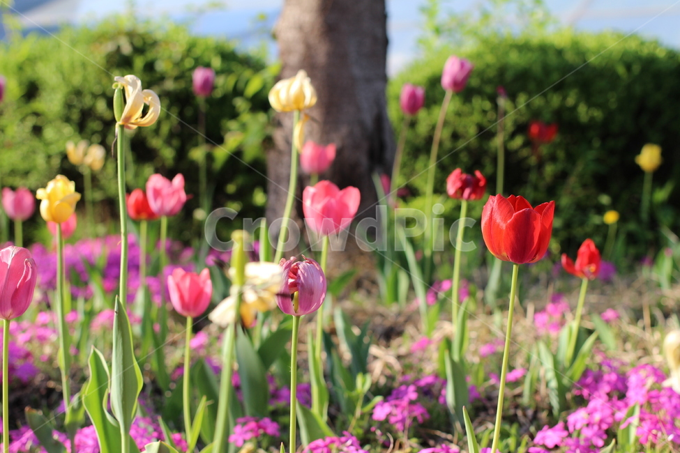 튤립,꽃,식물,자연,풍경,색채,색감,들,꽃밭,feelingofcolor,colorsensitivity,plant,blossom,flower,빨강튤립,봄,spring,colorsense,nature,tulip,feeling,계절