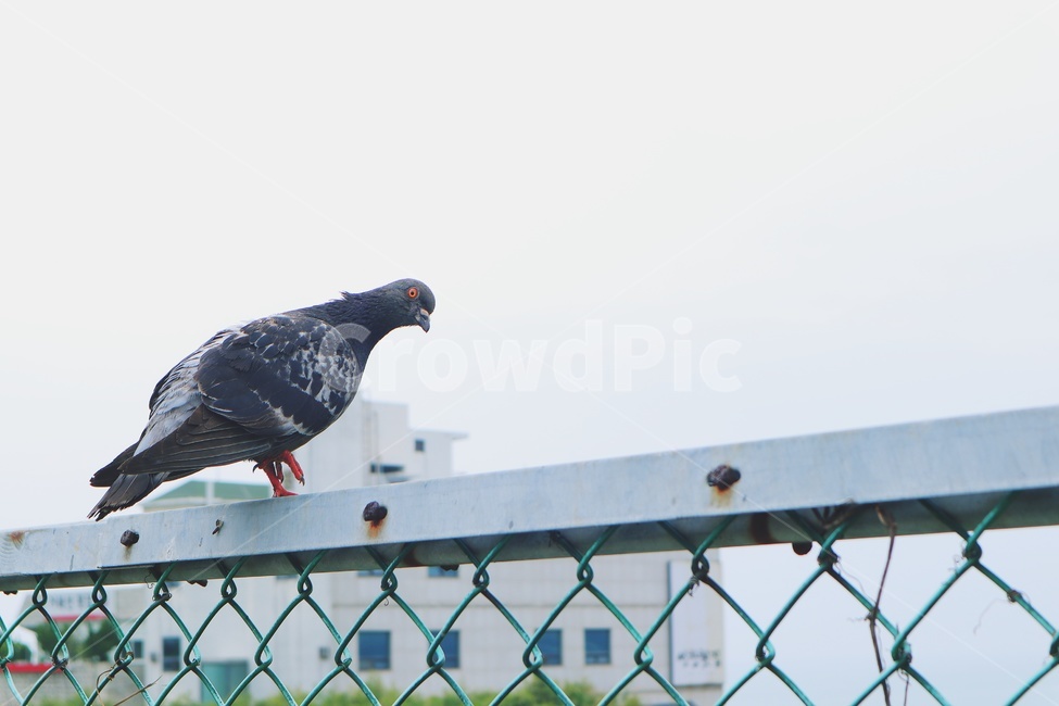 bird,새,animal,동물,비둘기,조류,새,birds