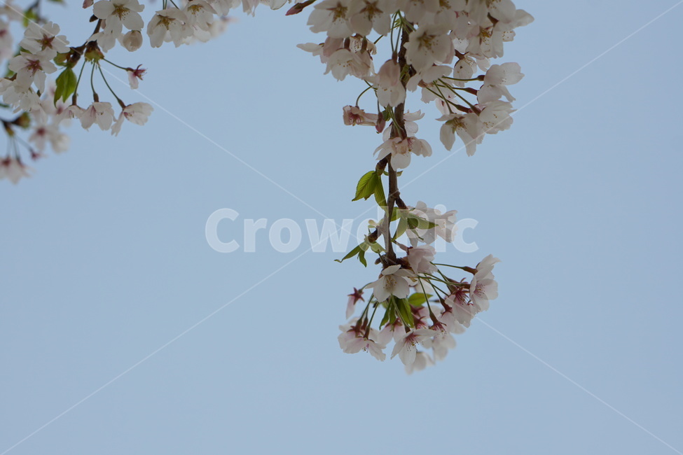 벚꽃,꽃,하늘,여백,봄,공간,설레임,봄,계절,spring,season,식물,자연,plants,nature,꽃,flower,plant,cherry blossom,blossom