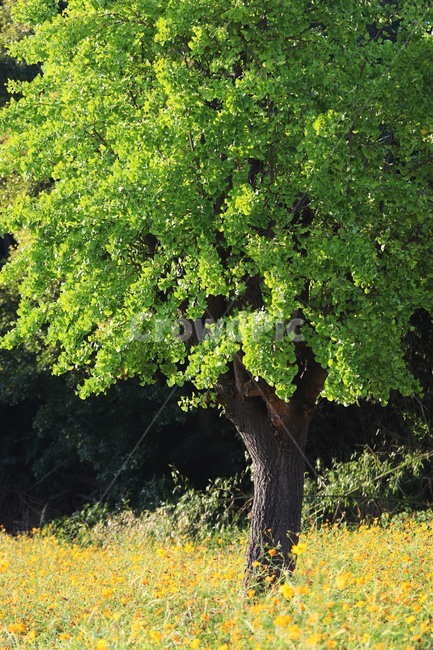 tree,나무,plant,식물,은행나무,식물,자연,plants,nature,나무,trees,wood