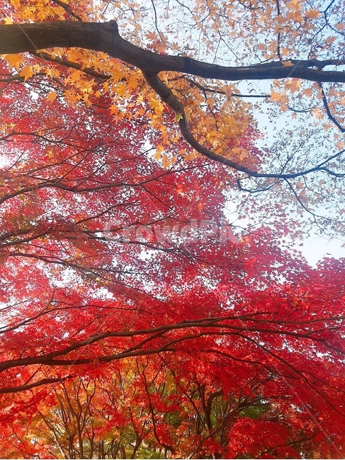 나무,tree,단풍,잎,가을,가을,계절,fall,autumn,season