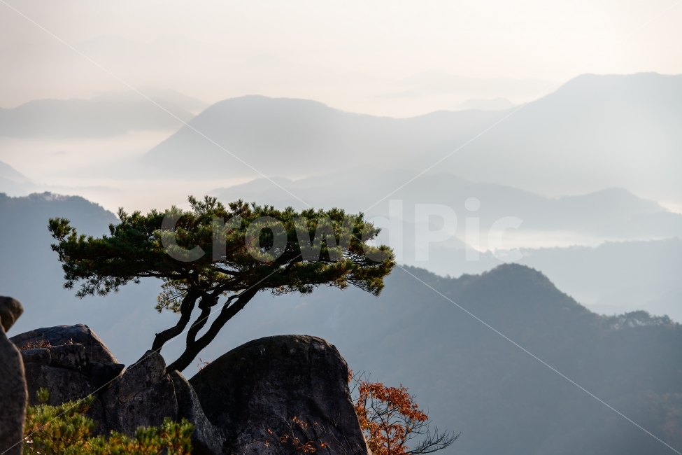 소나무,운해,풍경,일출,대둔산,가을,계절,fall,autumn,season,자연,풍경,nature,landscape,한국자연풍경,한국자연경관,korea nature landscape,식물,plants,나무,trees,wood,outdoors,옥외