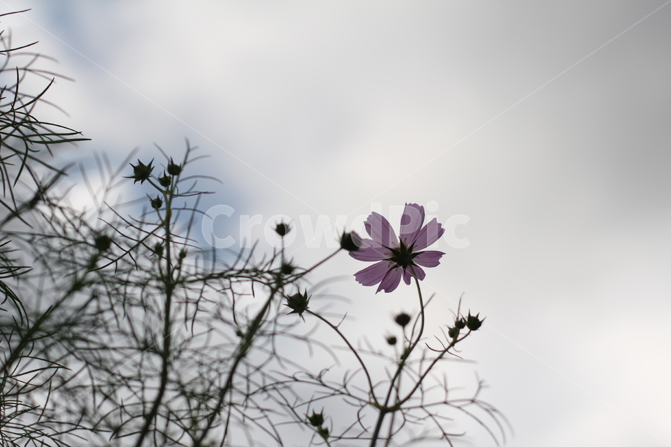 해바라기,구름,꽃,식물,자연,코스모스,식물,자연,plants,nature,꽃,flower