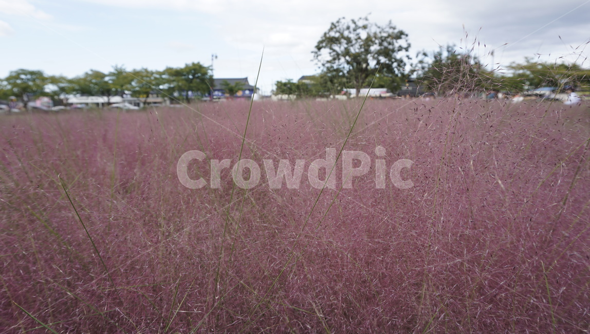 핑크뮬리,식물,꽃,가을,계절,pinkmuhlygrass,grass,plant,autumn,season,풍경