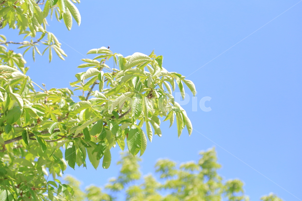 나무,낙엽,나뭇잎,하늘,자연,자연,풍경,nature,landscape,plant,식물,leaf,잎,tree