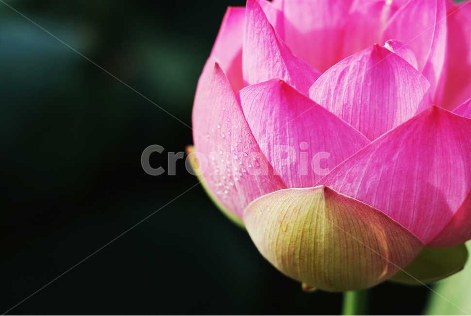 연꽃,flower,pink,감성,컬러,식물,자연,plants,nature,꽃,flower