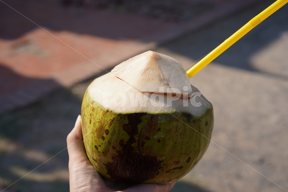코코넛,음료,휴양,코코넛워터,갈증,여름,음료수,drink,beverage