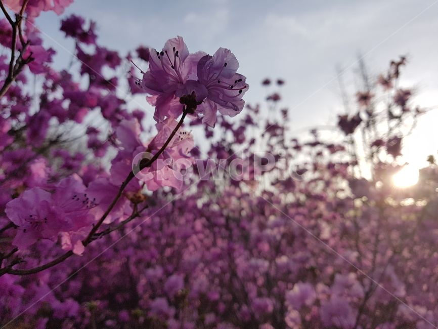자연,봄,진달래,꽃,배경,핑크,하늘,식물,자연,plants,nature,꽃,flower,나무,trees,wood