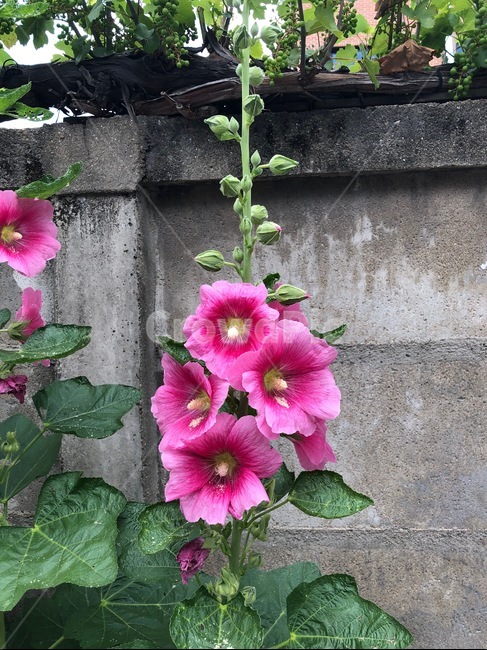 plant,식물,blossom,flower,꽃,담벼락,한국,korea,핑크,플라워