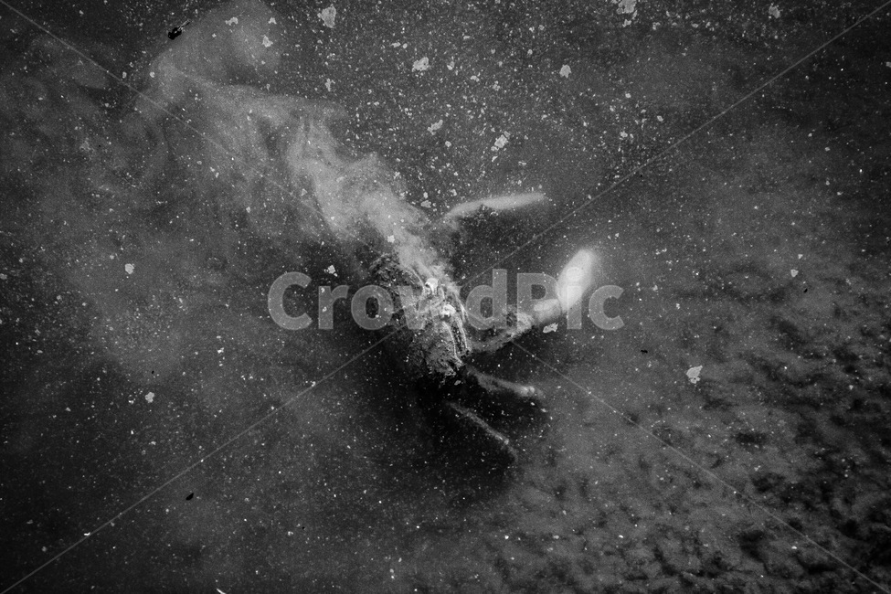 칠게,흑백,갯벌,생물,바다,접사,흑백,모노톤,monochrome,black and white