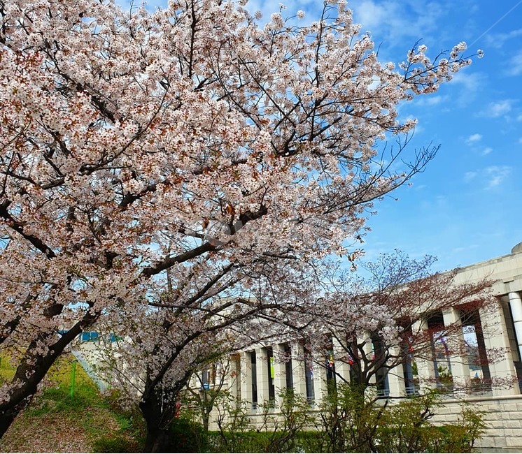봄,벚꽃,꽃,만개,하늘,flower,spring,sky,화창