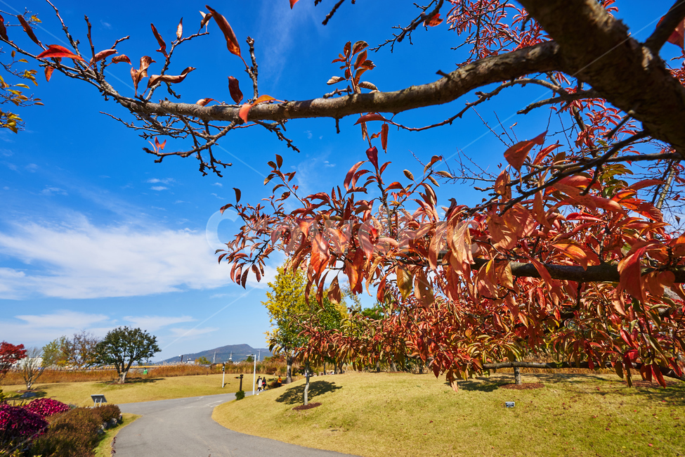 순천만국가정원,풍경,순천만정원,순천,단풍,나무,가을감성,가을,계절,fall,autumn,season,tree,plant,식물