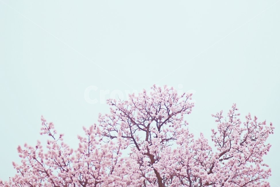 대비,하늘,벚꽃,분홍,벚꽃사진,봄사진,봄꽃,봄꽃사진,봄,계절,spring,season,식물,자연,plants,nature,나무,trees,wood,감성,sensible,feeling,plant,flower,꽃,blossom