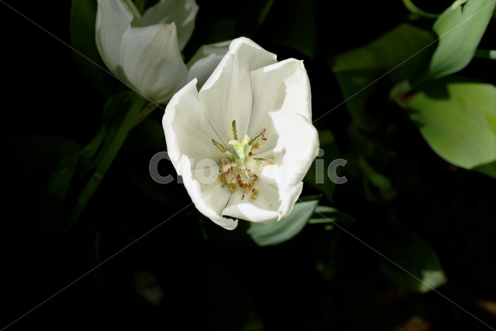 봄,봄꽃,화사함,자연,행복,힐링,bloom,colorful,floral,flower,gardenflowers,happymind,life,nature,plant,spring,흰색,식물,자연,plants,nature,꽃,flower
