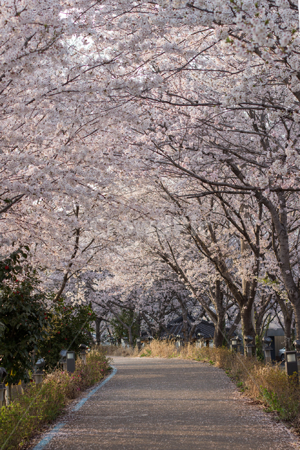 벚꽃,벚꽃놀이,풍경,봄,벚꽃터널,봄풍경,한국풍경,자연,봄,계절,spring,season,자연,풍경,nature,landscape,plant,식물