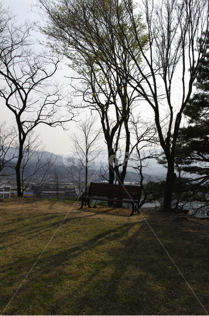 나무,공원,식물,그림자,의자,자연,풍경,nature,landscape,bench,벤치