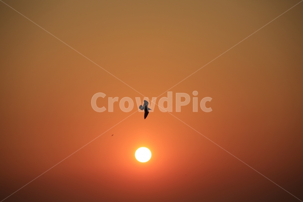 일몰,풍경,바다,낙조,해변,노을,sunset,등대,솔섬,부안,군산,비응항,바닷가,sea,sun,해,새,철새,자연,풍경,nature,landscape,동물,animal,조류,새,birds,flying,나는,bird,outdoors,옥외
