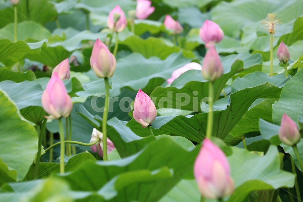 꽃봉오리,연꽃,식물,꽃,flower,식물,자연,plants,nature,꽃,flower