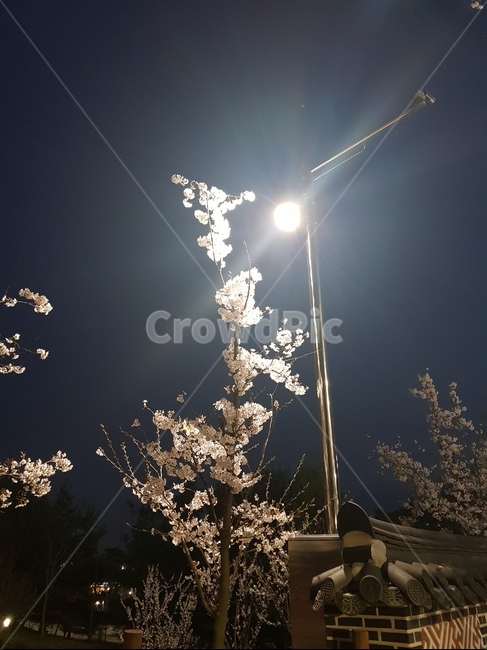 벗꽃,가로등,봄,flower,꽃밭,가든,정원