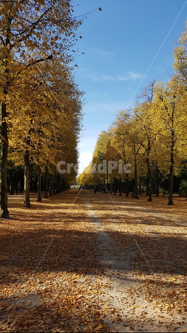 공원,자연,나무,가을,단풍,가로수길,하늘,유럽,가을,계절,fall,autumn,season,tree,plant,식물
