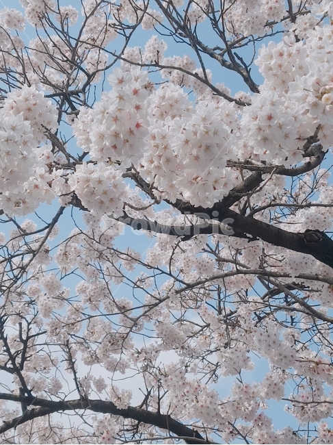 봄꽃,봄,봄날,꽃,연분홍색,바탕,봄이미지,자연