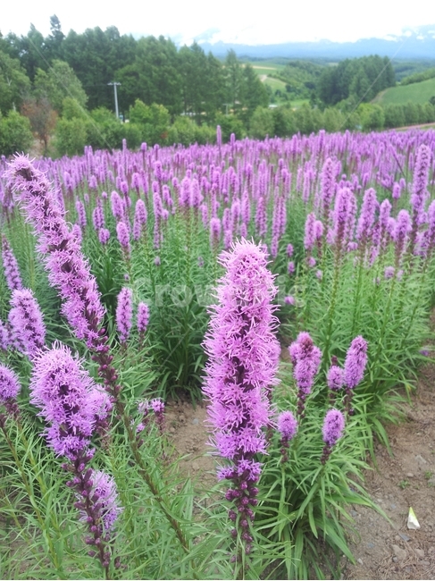 라벤더,보라색,식물,꽃,꽃밭,자연,plant,flower,식물,자연,plants,nature,꽃,flower
