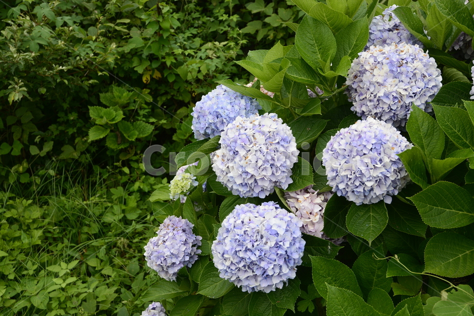 수국,꽃,여름,보라색,꽃다발,풀,나무,식물,자연,plants,nature,꽃,flower
