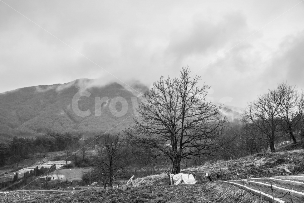 봄,매동마을,지리산,풍경,흑백,나무,구름,자연,풍경,nature,landscape,흑백,모노톤,monochrome,black and white,outdoors,옥외