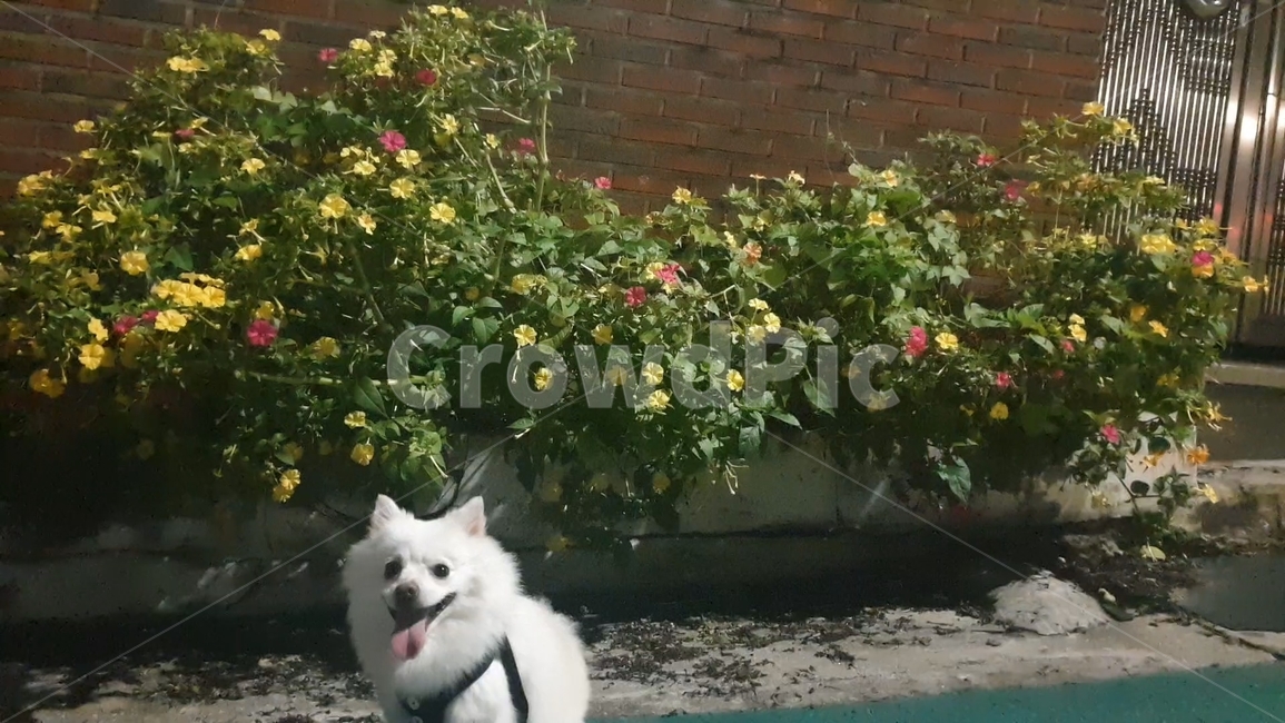 강아지,dog,꽃,flower,blossom,식물,plant,분꽃,mirabilisjalapa,벽돌,brick,길거리,street,동물,animal,포유류,mammal,개,강아지,dog,doggy