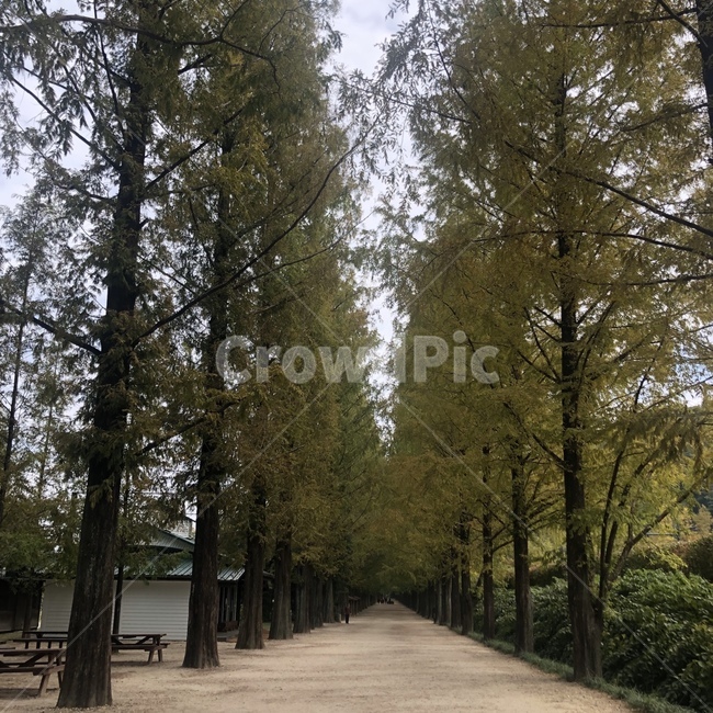 나무,자연,길,plant,식물,tree,메타세콰이아
