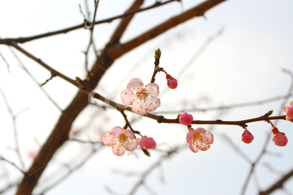 감성사진,봄,풍경사진,매화,꽃,하늘,자연,풍경,daily,flower,pink,spring,봄,계절,spring,season,식물,자연,plants,nature,꽃,flower,plant
