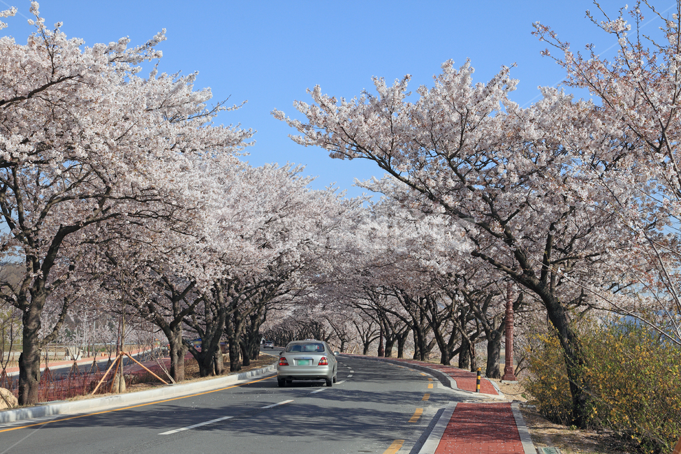 도로,벚꽃,벚나무,봄,봄풍경,자동차,드라이브,자연,풍경,하늘,나무,계절,가로수,차선,중앙선,아스팔트,산책로,길,벚꽃길,교통,바닥,공간,활짝핀,만개,만개한,경주,경주시,경북,경상북도,한국