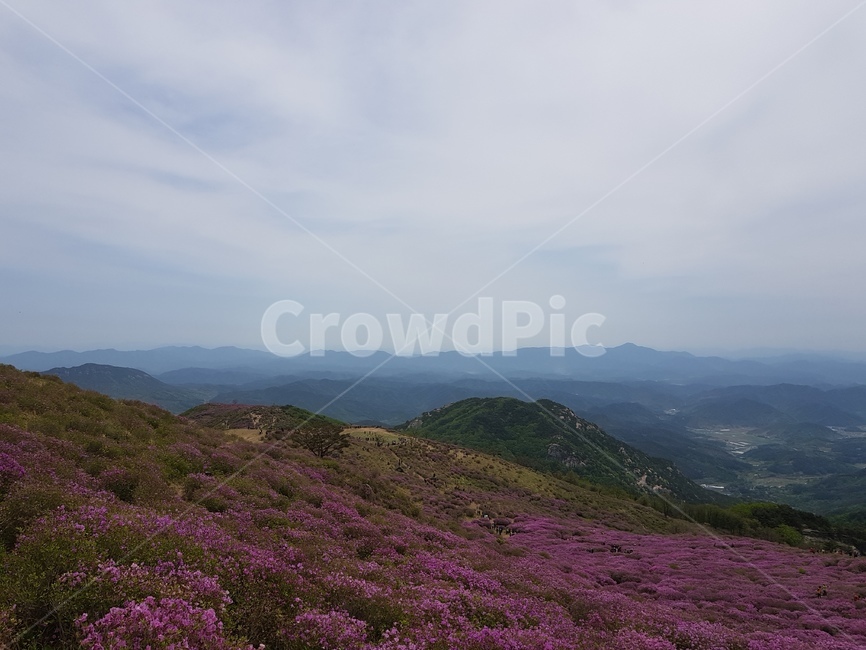 꽃,하늘,철쭉,산,풍경,자연,풍경,nature,landscape,식물,plants,꽃,flower,outdoors,옥외,slope,경사,hill,언덕