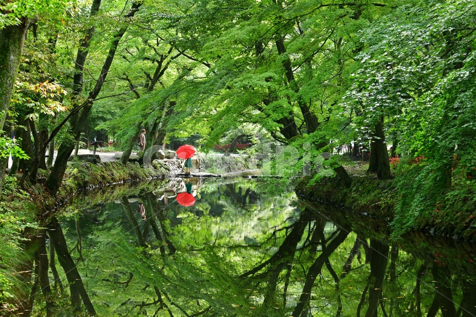고창,선운사,도솔천,선운사봄,꽃무릇,꽃무릇축제,여인,빨간우산,선운사꽃무릇,plant,식물,leaf,잎,tree,나무,nature,자연,outdoors,옥외,경치,경관,풍경,자연,풍경,nature,landscape