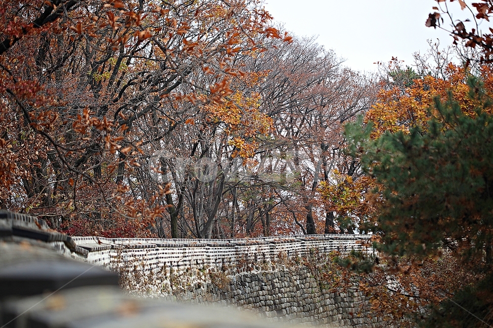 남한산성,성,성곽,단풍,낙엽,길,둘레길,담,돌담,가을,자연,풍경,벽,울긋불긋,산성,식물,가을,계절,fall,autumn,season