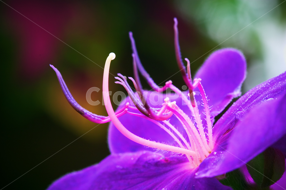 plant,식물,flower,blossom,꽃,geranium,제라늄