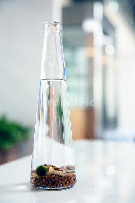 유리컵,돌,갯고동,물,이끼,소품,인테리어,사물,물건,오브젝트,thing,object,matter