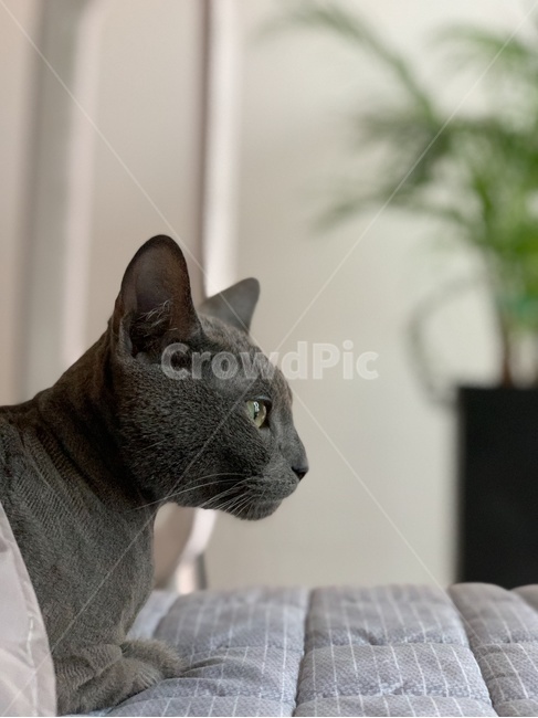 러시안블루,고양이,고양이옆모습,회색고양이,러블,동물,animal,포유류,mammal,고양이,cat,kitten,kitty