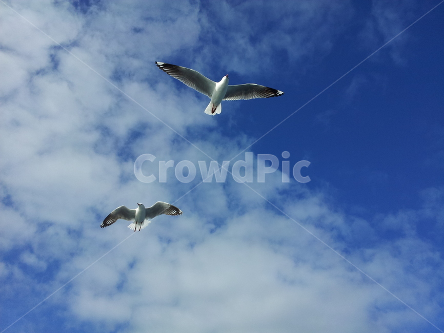 갈매기,하늘,구름,동물,새,sky,조류,새,birds