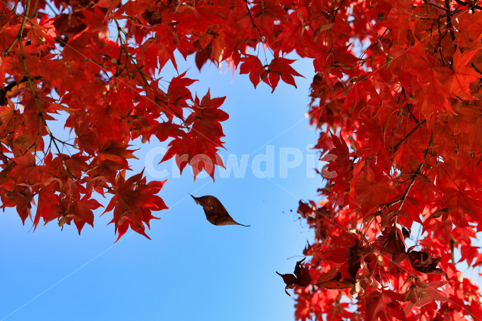 잎,단풍,maple,mapleleaf,단풍잎,식물,plant,tree,나무,가을,계절,fall,autumn,season